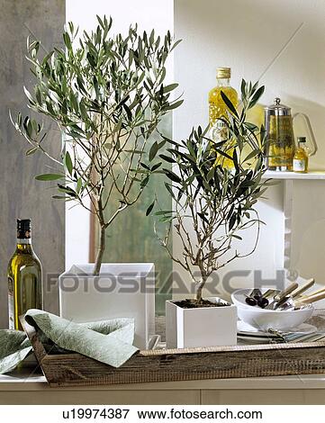 Olive tree in mediterranean ambiance View Large Photo Image Stock Photo - Olive tree in mediterranean ambiance. Fotosearch