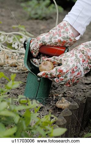 Stock Photograph - Onions are being harvested. Fotosearch
