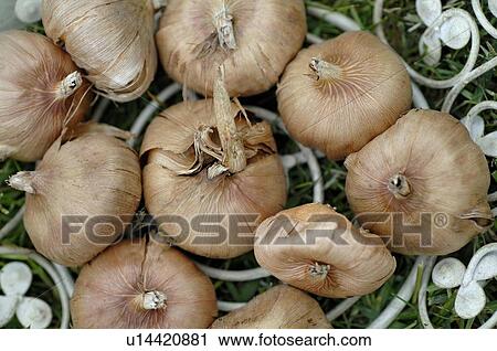 Stock Image - Onions. Fotosearch