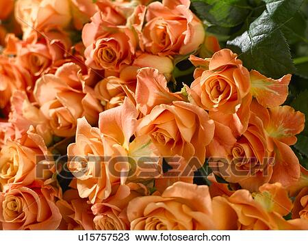 Stock Image - Orange Rosen. Fotosearch