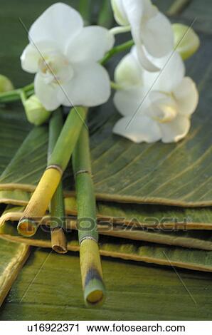 Stock Image - Orchid blossoms, lime and equisetum. Fotosearch