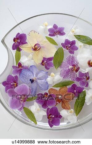 Orchids in a bowl View Large Photo Image Stock Photo - Orchids in a bowl. Fotosearch