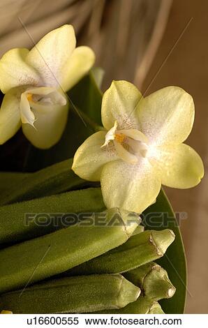 Orchids View Large Photo Image Stock Photography - Orchids. Fotosearch