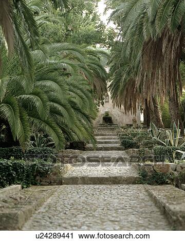 Palm avenue View Large Photo Image Stock Image - Palm avenue. Fotosearch