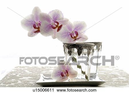 panicle of orchids in a glass vase View Large Photo Image Stock Image - panicle of orchids in a glass vase. Fotosearch