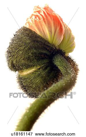 Stock Photo - Papaver blossom. Fotosearch