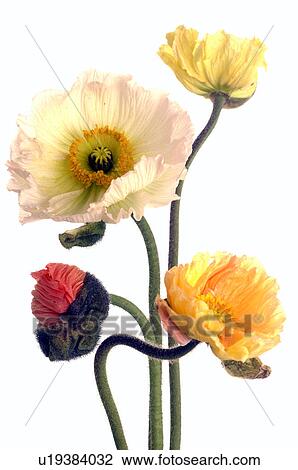 Papaver View Large Photo Image Stock Image - Papaver. Fotosearch