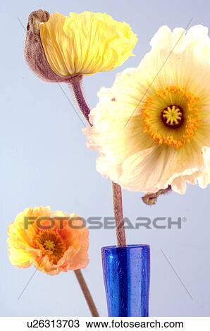 Stock Image - Papaver. Fotosearch
