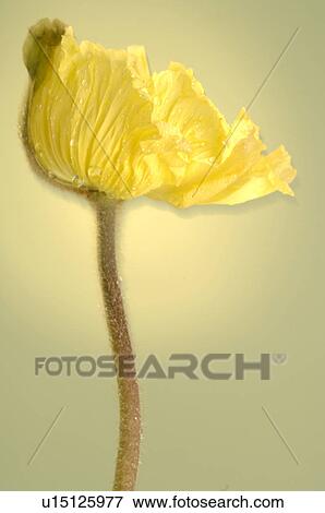 Stock Photo - Papaver. Fotosearch