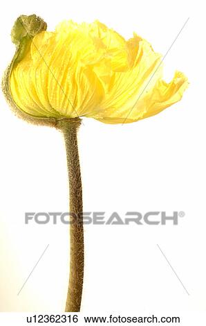 Stock Photograph - Papaver. Fotosearch