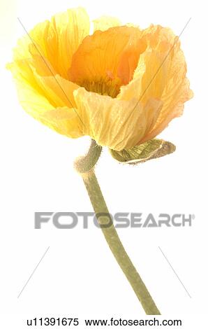Stock Photography - Papaver. Fotosearch