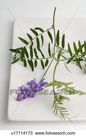 Pea flower View Large Photo Image Stock Image - Pea flower. Fotosearch
