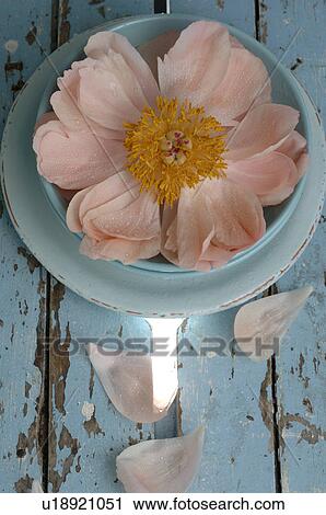 Peony View Large Photo Image Stock Image - Peony. Fotosearch