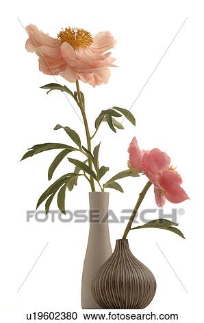 Stock Image - Peony. Fotosearch