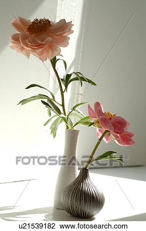 Stock Image - Peony. Fotosearch