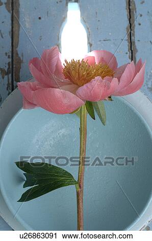 Peony View Large Photo Image Stock Image - Peony. Fotosearch
