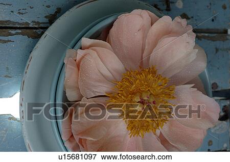 Peony View Large Photo Image Stock Photo - Peony. Fotosearch