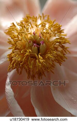 Stock Photo - Peony. Fotosearch