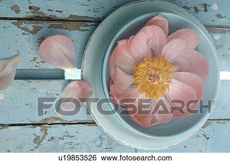 Peony View Large Photo Image Stock Photograph - Peony. Fotosearch