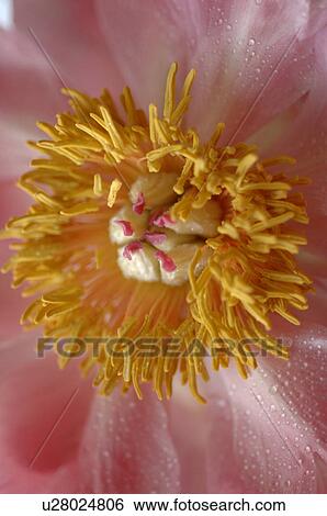 Peony View Large Photo Image Stock Photograph - Peony. Fotosearch