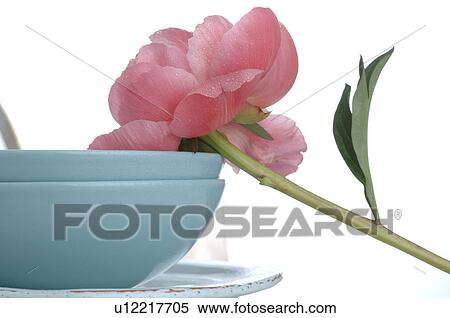 Stock Photography - Peony. Fotosearch