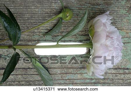 Stock Image - Pfingtsrosen. Fotosearch