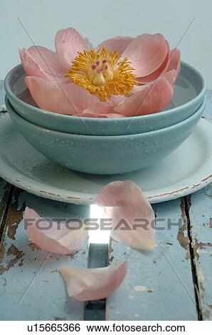 Pfingtsrosen View Large Photo Image Stock Photograph - Pfingtsrosen. Fotosearch
