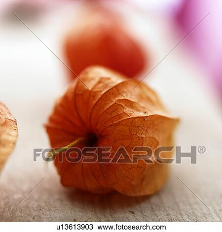 Physalis, Fruchtkapsel der Lampionblume View Large Photo Image Stock Image - Physalis, Fruchtkapsel der Lampionblume. Fotosearch
