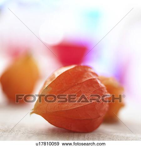 Physalis, Fruchtkapsel der Lampionblume View Large Photo Image Stock Photo - Physalis, Fruchtkapsel der Lampionblume. Fotosearch