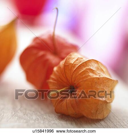 Physalis View Large Photo Image Stock Photograph - Physalis. Fotosearch