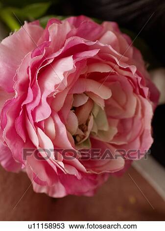 Pink artificial flower View Large Photo Image Stock Image - Pink artificial flower. Fotosearch