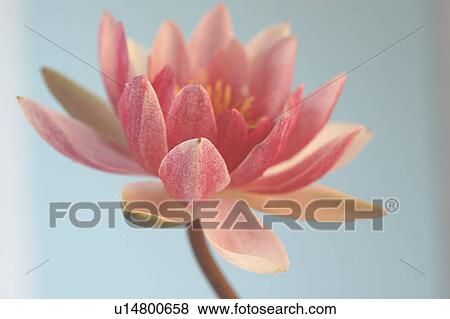 Stock Photo - Pink coloured water lily. Fotosearch