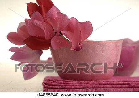 Stock Image - Pink cyclamen blossom in a bowl. Fotosearch