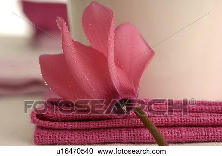 Pink cyclamen View Large Photo Image Stock Image - Pink cyclamen. Fotosearch