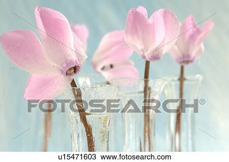 Pink cyclamens in glass vases View Large Photo Image Stock Image - Pink cyclamens in glass vases. Fotosearch