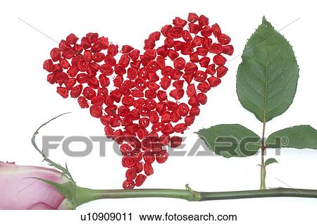 Stock Image - Pink rose and a red heart. Fotosearch