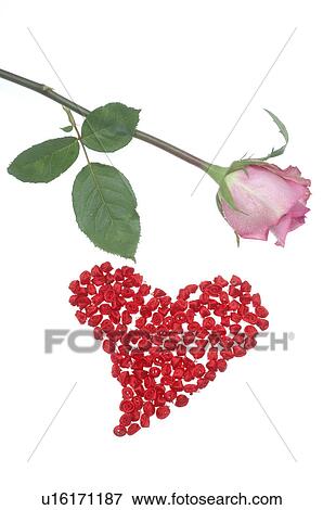 Pink rose and a red heart View Large Photo Image Stock Photo - Pink rose and a red heart. Fotosearch
