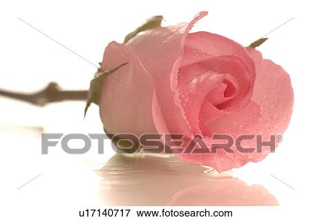 Pink rose blossom, close up View Large Photo Image Stock Photo - Pink rose blossom, close up. Fotosearch