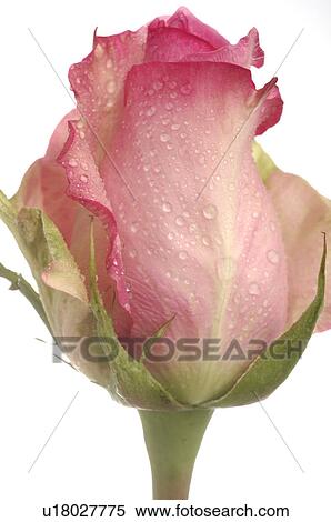 Stock Photography - Pink rose blossom, close up. Fotosearch