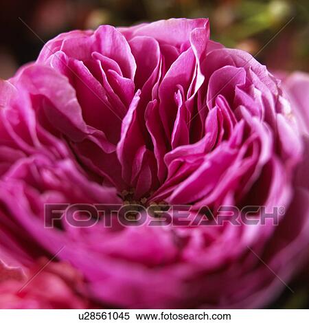 Pink rose blossom (close up) View Large Photo Image Stock Photography - Pink rose blossom (close up). Fotosearch
