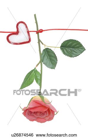 Stock Photograph - Pink rose hanging on a line with red hearts. Fotosearch