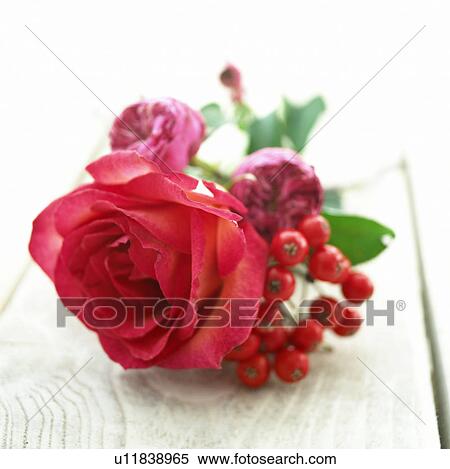 Stock Photography - Pink roses and berries. Fotosearch