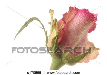 Stock Image - Pink roses, close up. Fotosearch