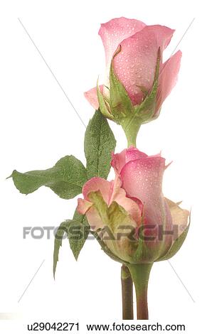 Stock Image - Pink roses. Fotosearch