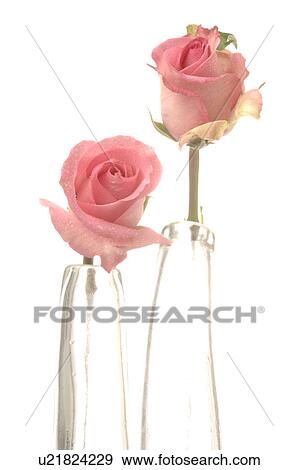 Pink roses View Large Photo Image Stock Photo - Pink roses. Fotosearch