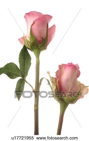Stock Photography - Pink roses. Fotosearch