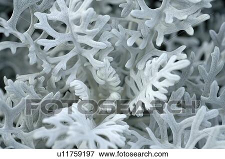 Stock Photo - Plant with white leaves. Fotosearch