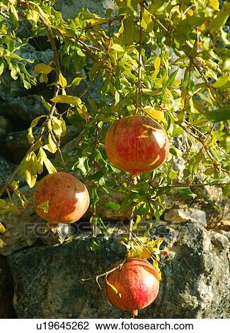 Pomegranate tree View Large Photo Image Stock Image - Pomegranate tree. Fotosearch