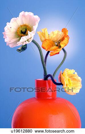 Stock Image - Poppy flowers. Fotosearch