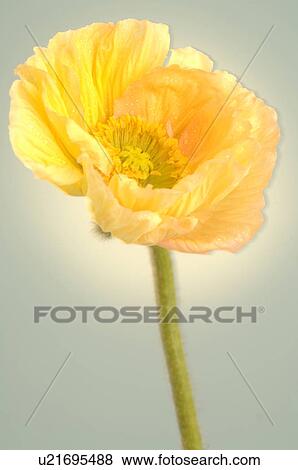 Stock Photo - Poppy flowers. Fotosearch